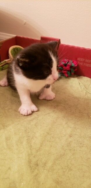 Ernie, one of the kittens.